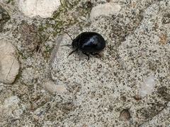 Chrysolina haemoptera