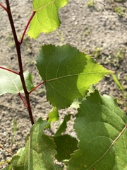 Populus