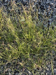 Bouteloua barbata