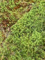 Polytrichum