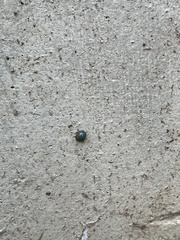 Coccinellidae
