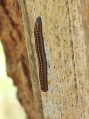 Ommatoiulus sabulosus