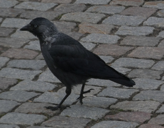 Corvus monedula