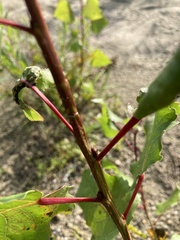 Populus
