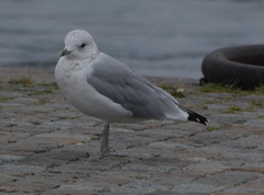 Larus canus