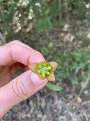 Ochna serrulata