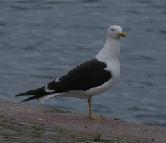 Larus fuscus
