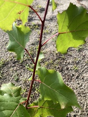 Populus