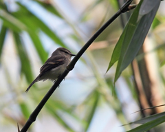 Cnemotriccus fuscatus