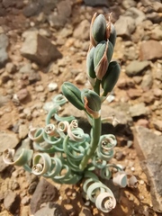 Albuca spiralis