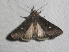 Condica albolabes