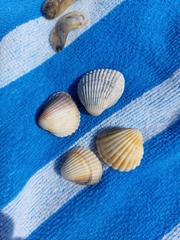 Cardiidae