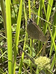 Aphantopus hyperantus