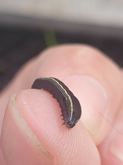 Spodoptera ornithogalli