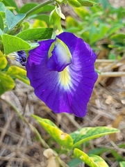 Clitoria ternatea
