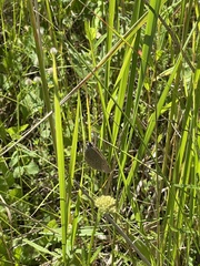 Aphantopus hyperantus