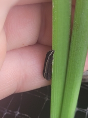 Spodoptera ornithogalli