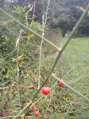 Asparagus officinalis