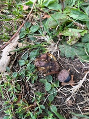 Andricus quercuscalicis