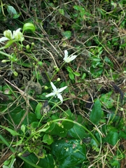 Clematis flammula