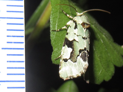 Emarginea percara