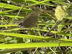 Aphantopus hyperantus