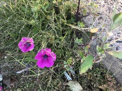 Magnoliopsida