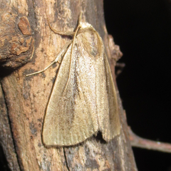 Gabara stygialis