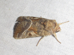 Hexorthodes accurata