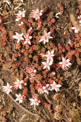 Sedum anglicum