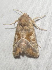 Hexorthodes accurata