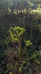 Helianthus longifolius