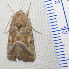 Hexorthodes accurata