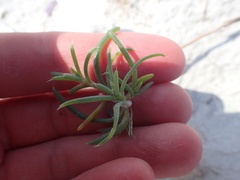 Salsola kali