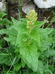 Blitum bonus-henricus