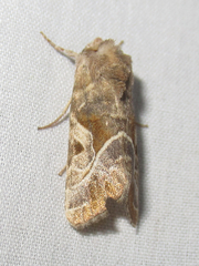 Hexorthodes accurata