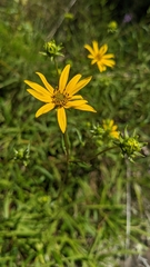 Helianthus longifolius
