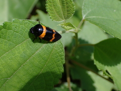 Cosmoscarta abdominalis