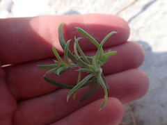 Salsola kali