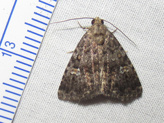 Hexorthodes senatoria