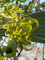 Acacia colei
