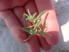 Salsola kali