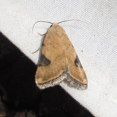 Micrathetis costiplaga