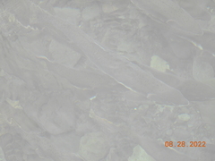 Oncorhynchus gorbuscha