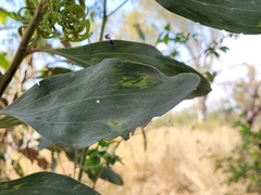 Acacia colei