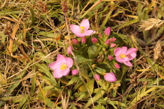 Centaurium erythraea