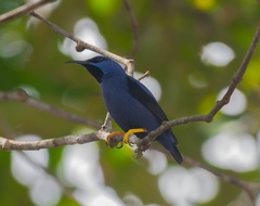 Cyanerpes caeruleus caeruleus