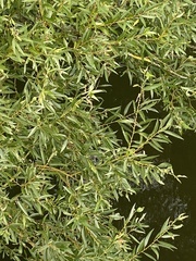 Salix triandra