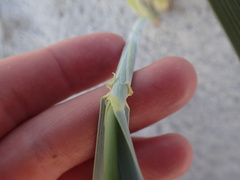 Leymus arenarius