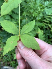 Lysimachia quadrifolia
